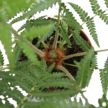 Dicksonia Antarctica (Tasmanian Tree Fern)
