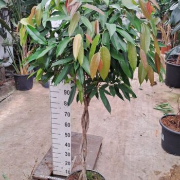 Ficus Amstel King gevlochten stam