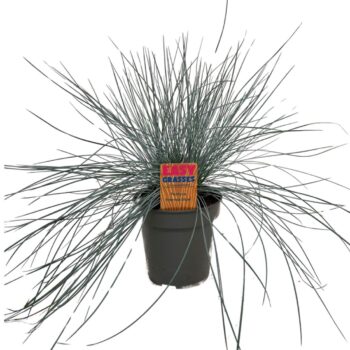 Festuca glauca Intense Blue 13cm