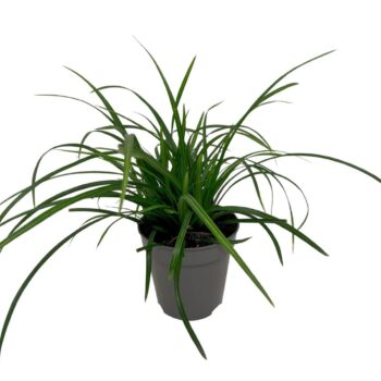 Carex morrowii Irish Green 13cm