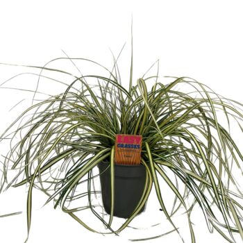 Carex oshimensis Evergold 13cm