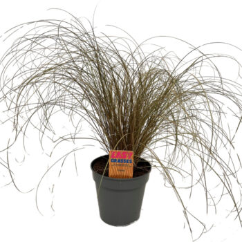 Carex comans Bronze Form 13cm