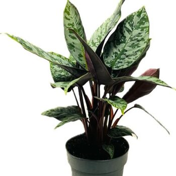 Apoballis acuminatissima Red Sword 14 cm