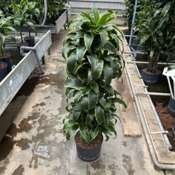 Dracaena dorado vertakt 25/19 h120