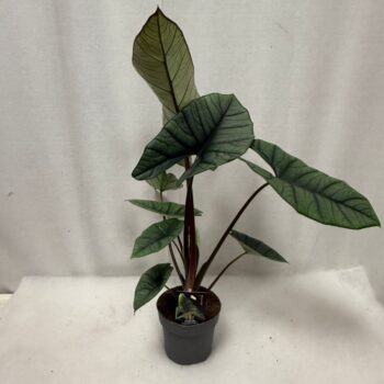 Alocasia Platinum 14 cm