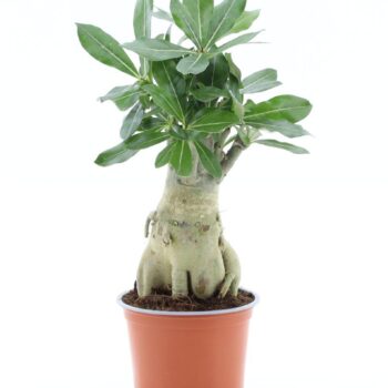 Adenium obesum