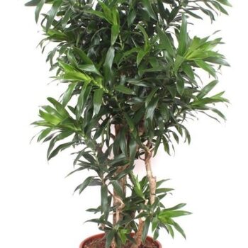 Dracaena Reflexa