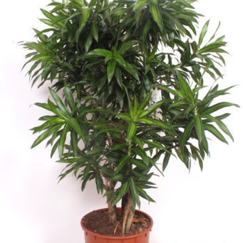 Dracaena Song of Jamaica