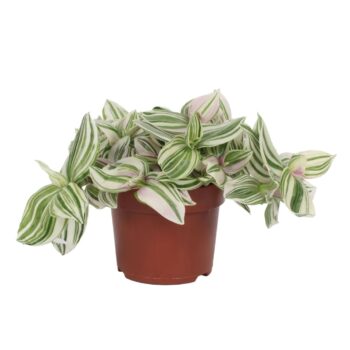 Tradescantia Unicorn - Lilac Prairie 12cm