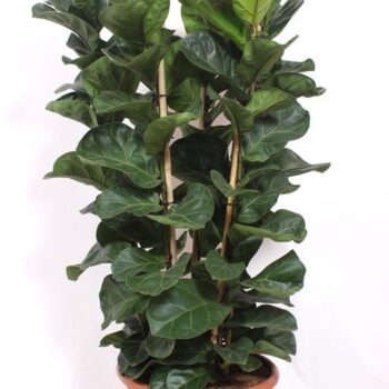 Ficus lyrata bambino 6 per pot