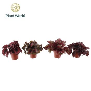 Begonia Love mix 3 - 4 species