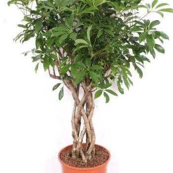 Schefflera arboricola 'Compacta'