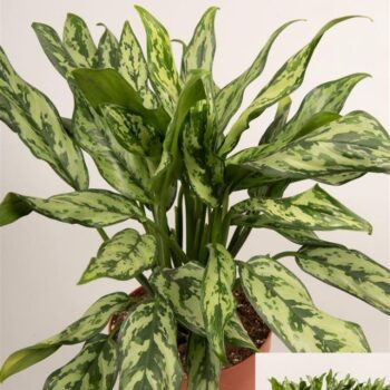 Aglaonema 'Miss Juliette'