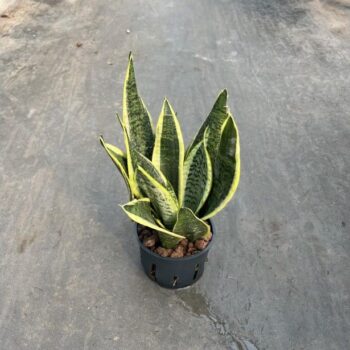 Sansevieria superba 11/9 h30