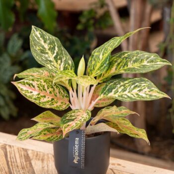 Aglaonema Melon Candy