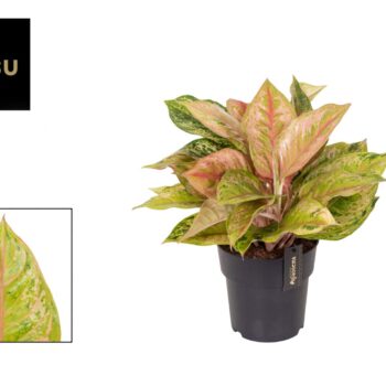 Aglaonema Pastella
