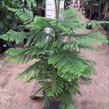 Araucaria toef 140