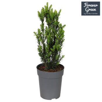 Taxus x media 'Hillii' P15