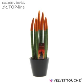 Sansevieria VELVET TOUCHZ® Halloween Oranje met zwart R'dam keramiek en steker
