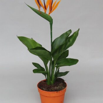 Strelitzia Regina