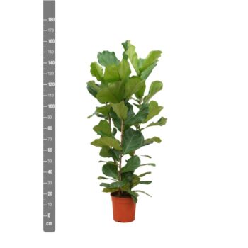 Ficus Lyrata toef - 150cm