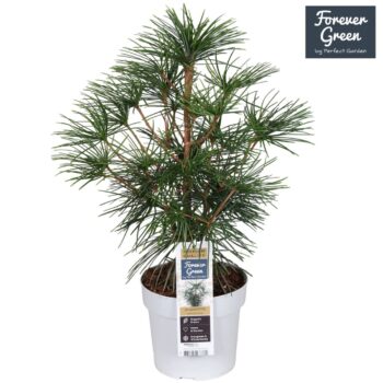 Sciadopitys verticillata P19