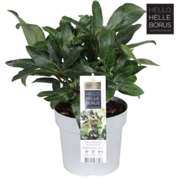 Helleborus 'Diamonfire' P19