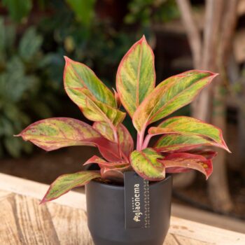 Aglaonema Jungle Lava
