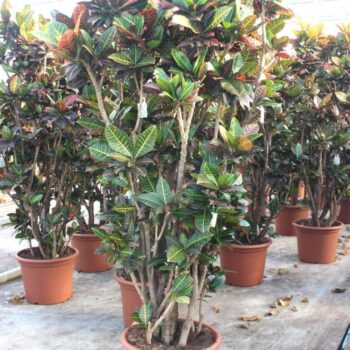 Codiaeum Petra (Croton Petra)