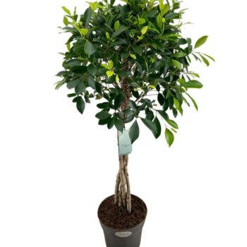 Ficus Microcarpa Nitida gevlochten stam p27