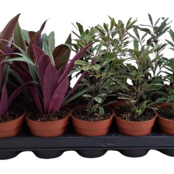 Elegantia mix p9 (castor, bianca, tradescantia)