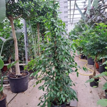 Ficus exotica piramide 240