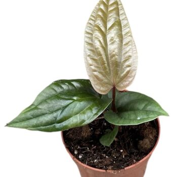 anthurium nigrolaminum gigi x luxurians