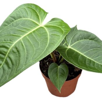 anthurium villenaorum x veitchii