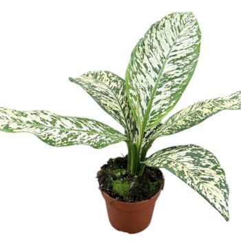 dieffenbachia white etna