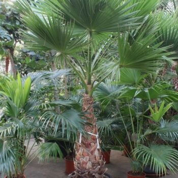 Washingtonia robusta