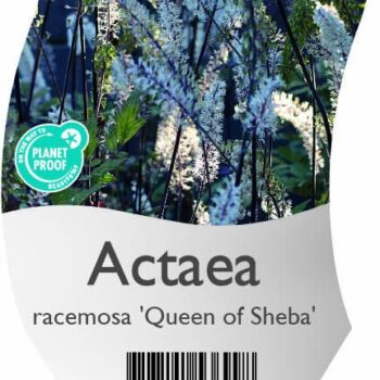 Actaea racemosa 'Queen of Sheba'