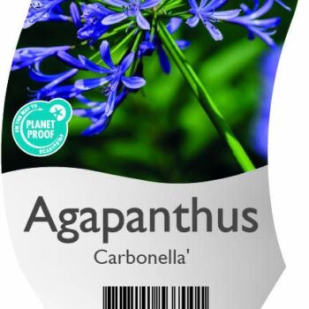 Agapanthus 'Carbonella'