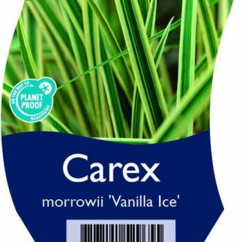 Carex morrowii 'Vanilla Ice'