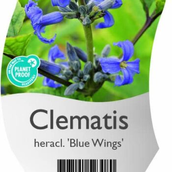Clematis heracl. 'Blue Wings'