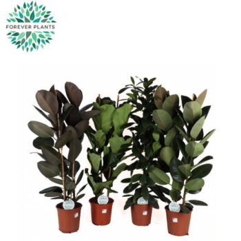 Ficus mix 3-4 species mix