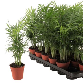 Chamaedorea Elegans p9 50-55cm