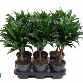 Dracaena Compacta 15cm stam P13