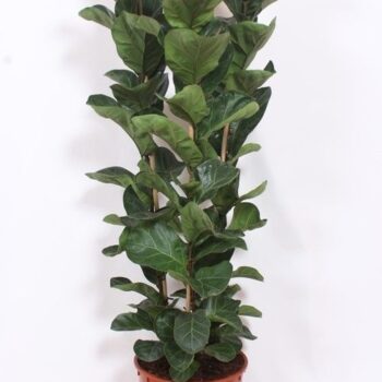 Ficus lyrata bambino 3 per pot