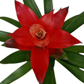 Guzmania Rouche