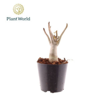 Adenium obesum