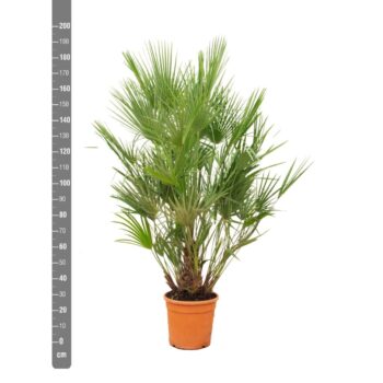 Chamaerops Humilis - 190cm