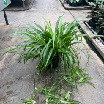 Chlorophytum commosum lemon 22/19 h60