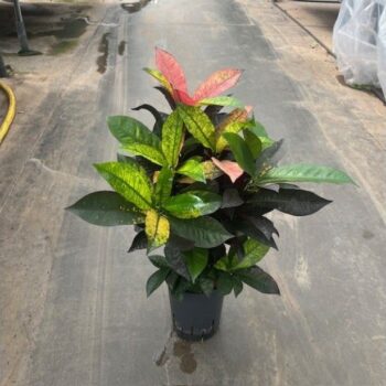 Croton iceton vertakt 15/19 h60