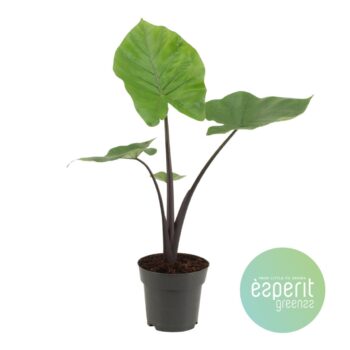 Alocasia Black Cobra